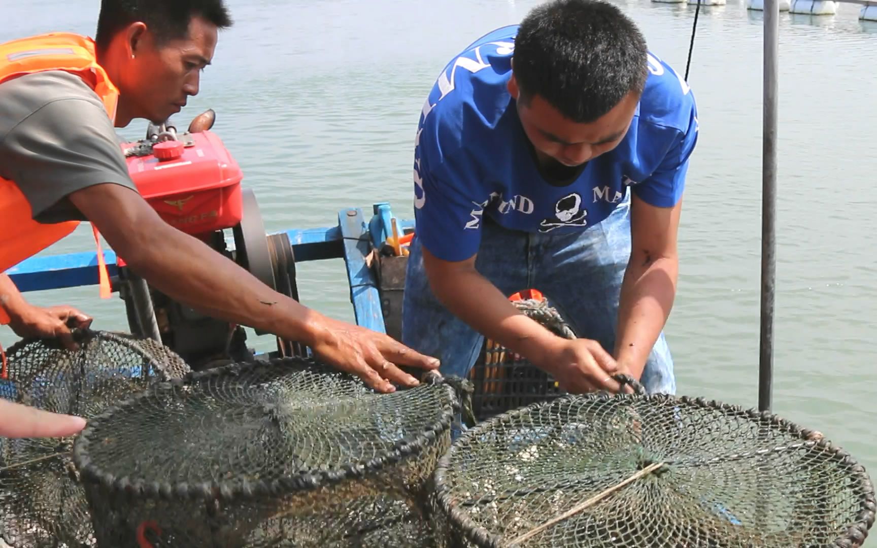 实拍福建渔民拉地笼,一个隐藏在海底的巨大陷阱,专门引诱小海鲜