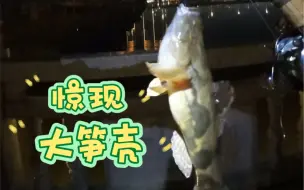 Tải video: 路亚夜钓大笋壳，纪录鱼。