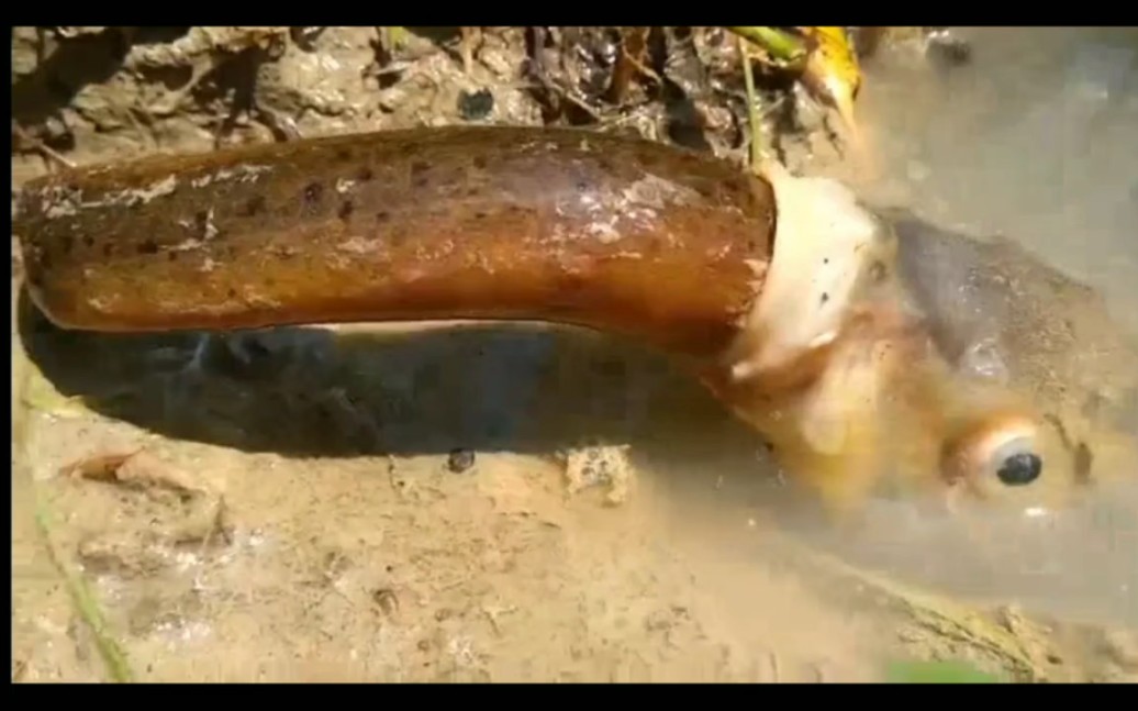 不知道什么鱼吞大黄鳝看到后面竟然有点怕怕大自然的力量太可怕了
