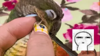 全世界的小鸡被掐羽管的时候都是这个表情吗