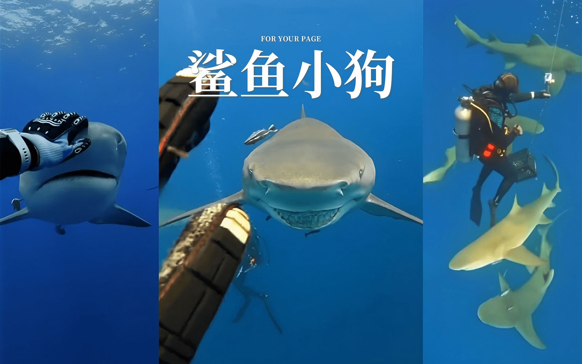 [图]她最好的朋友竟然是海里的一条鲨鱼 🦈