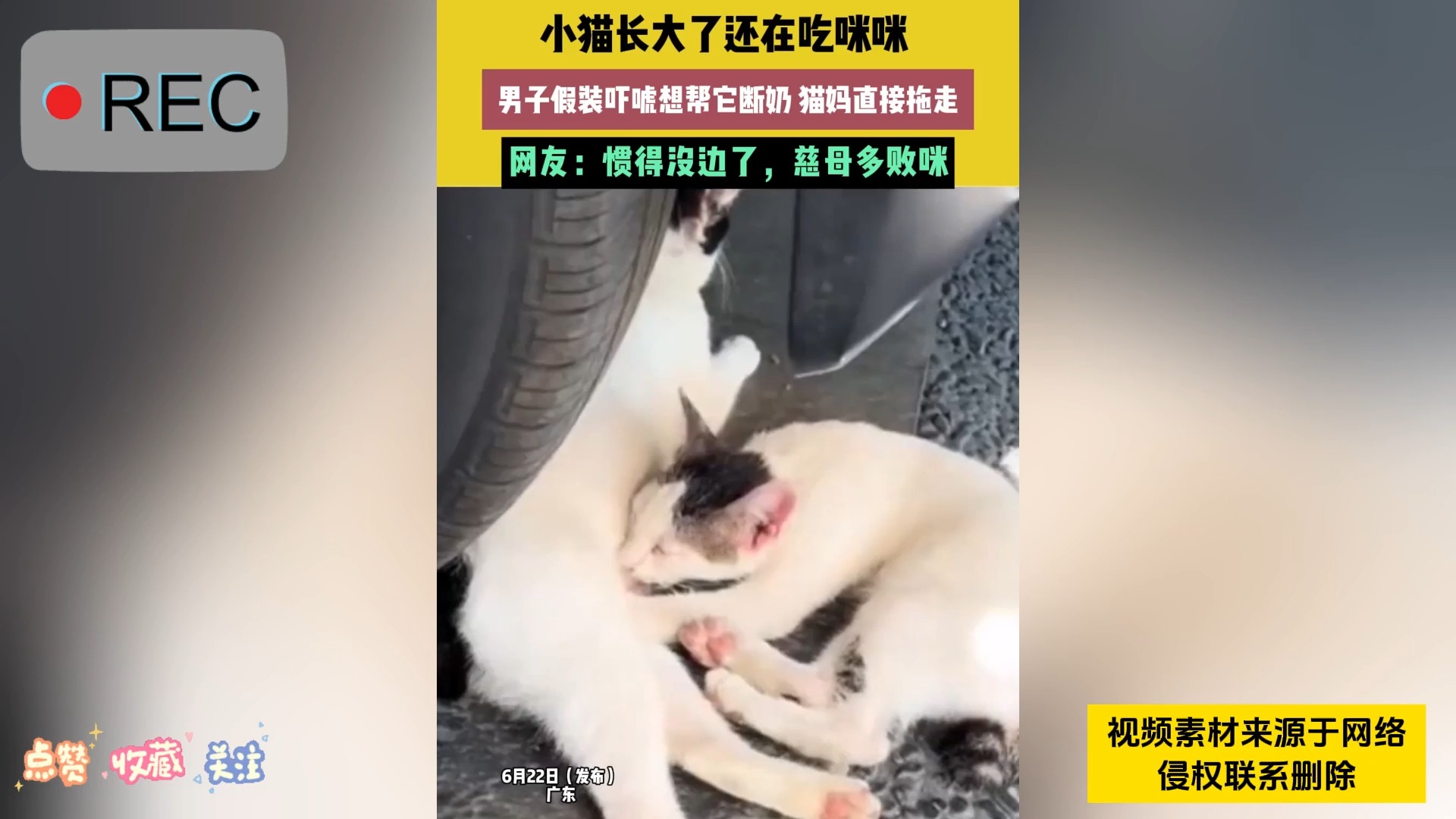 小猫长大了还在吃咪咪,男子假装吓唬想帮断奶,猫妈反应绝了哔哩哔哩bilibili