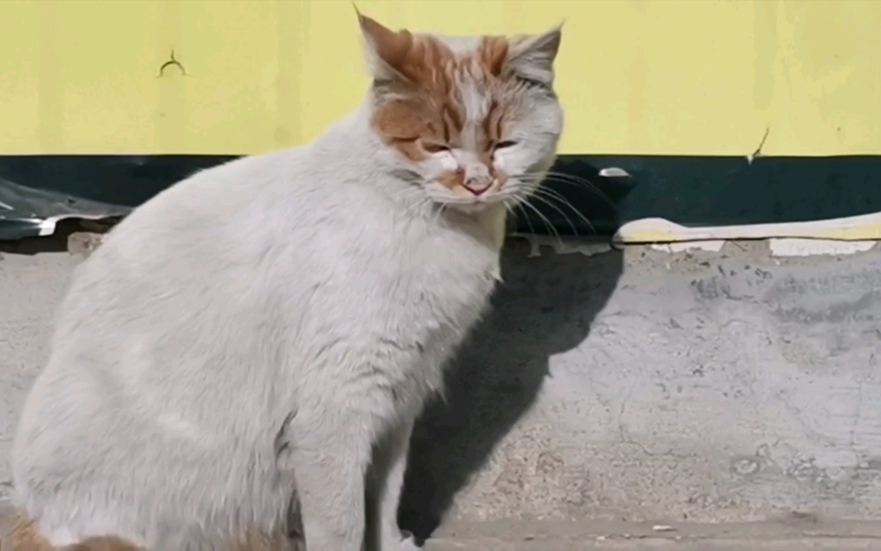 灰头土脸流浪猫