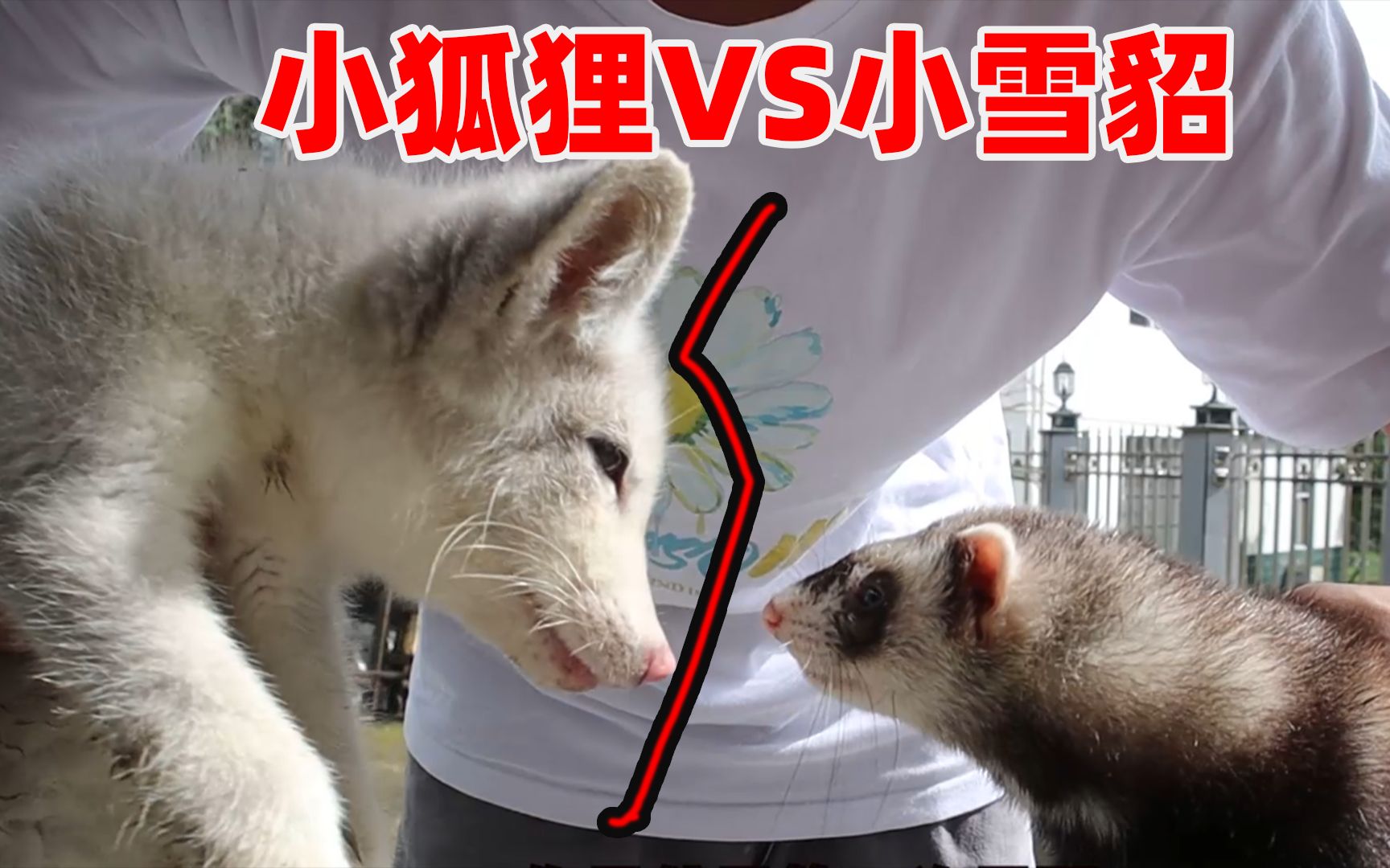 捡到一只小狐狸跟雪貂关在一个笼子里会发生什么?