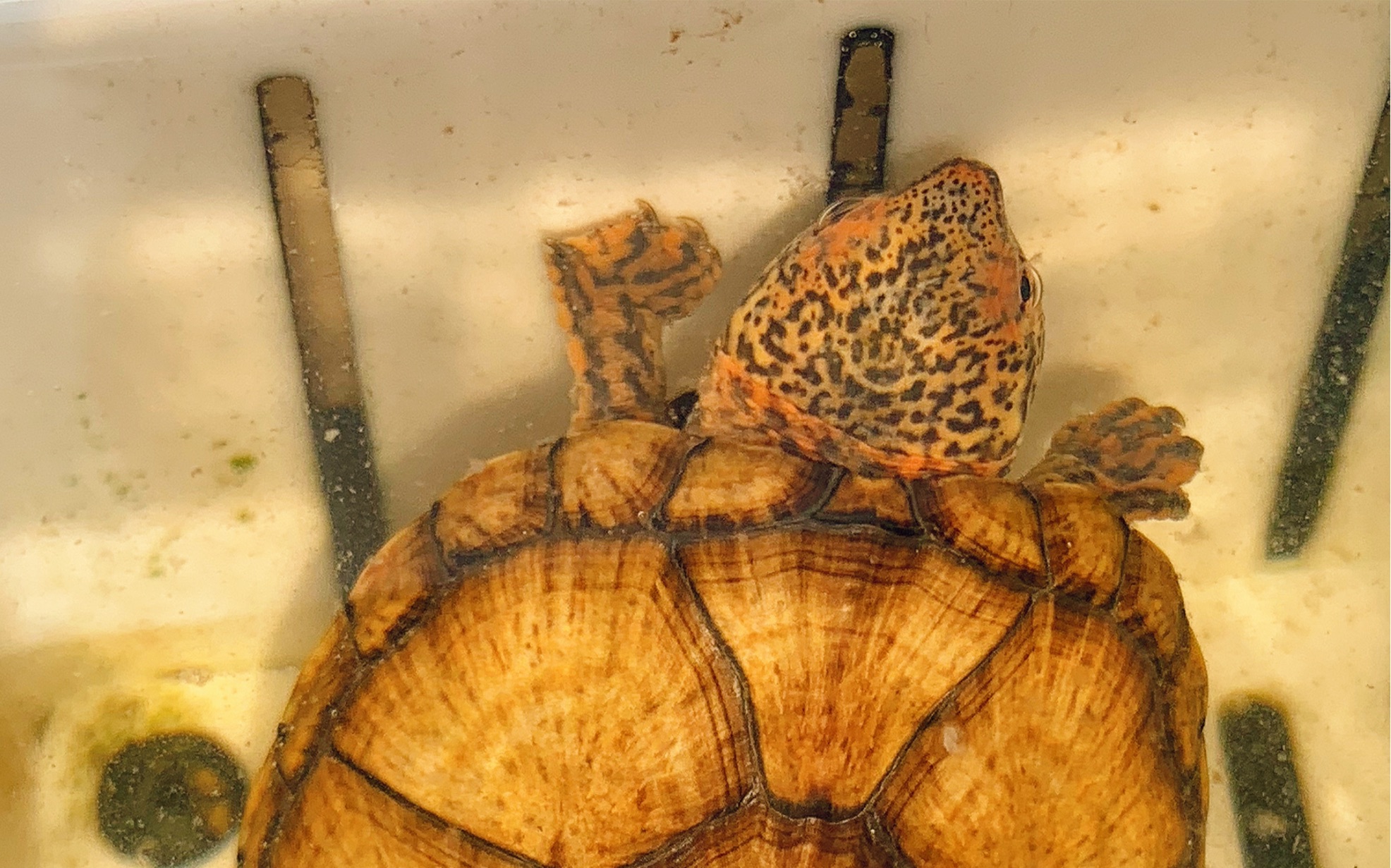 极品斑纹泥龟_哔哩哔哩_bilibili