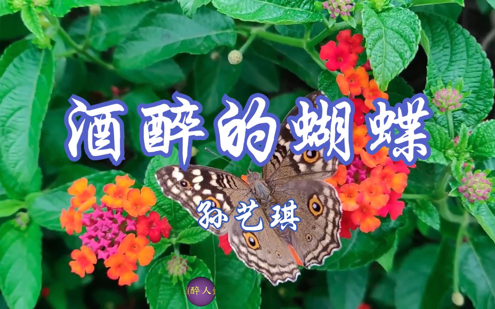 【酒醉的蝴蝶】孙艺琪主唱