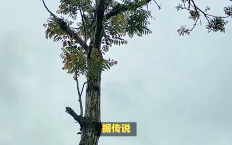 椿树称"王"的传说
