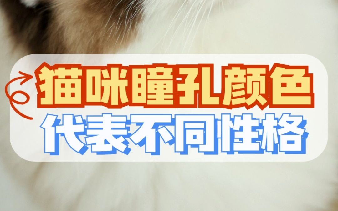 猫咪瞳孔颜色,代表小猫不同性格,快来看看你家小猫中了没哔哩哔哩bilibili