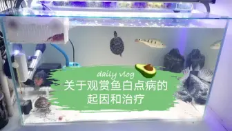 海水鱼白点病还有这种治疗方法 看得我一愣一愣的 哔哩哔哩 Bilibili