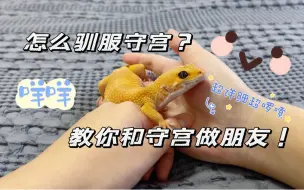 Video herunterladen: 如何驯服你的守宫？咩咩教你和守宫做朋友