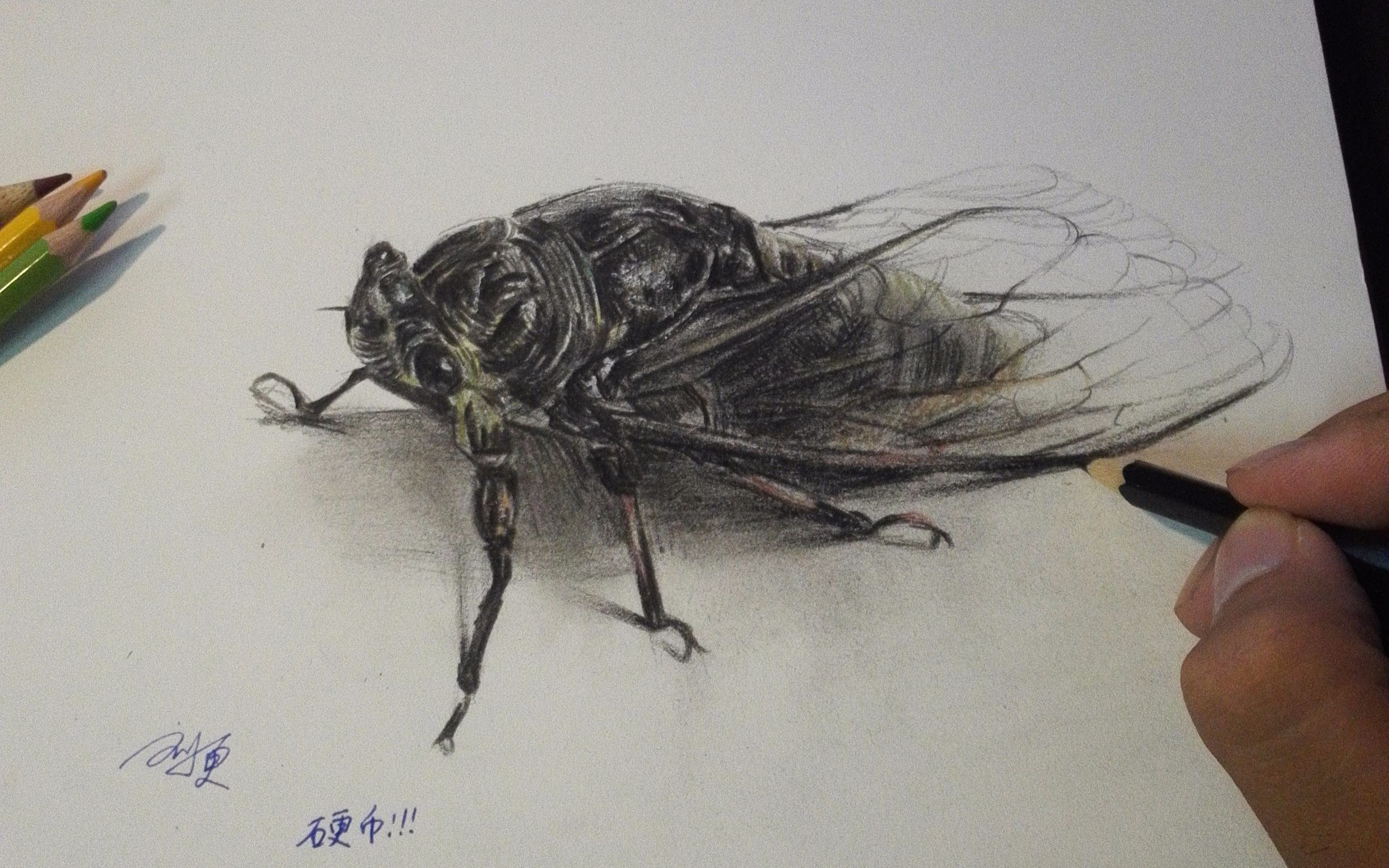【彩铅立体画】快看!我本子上有个巴掌大的知了!