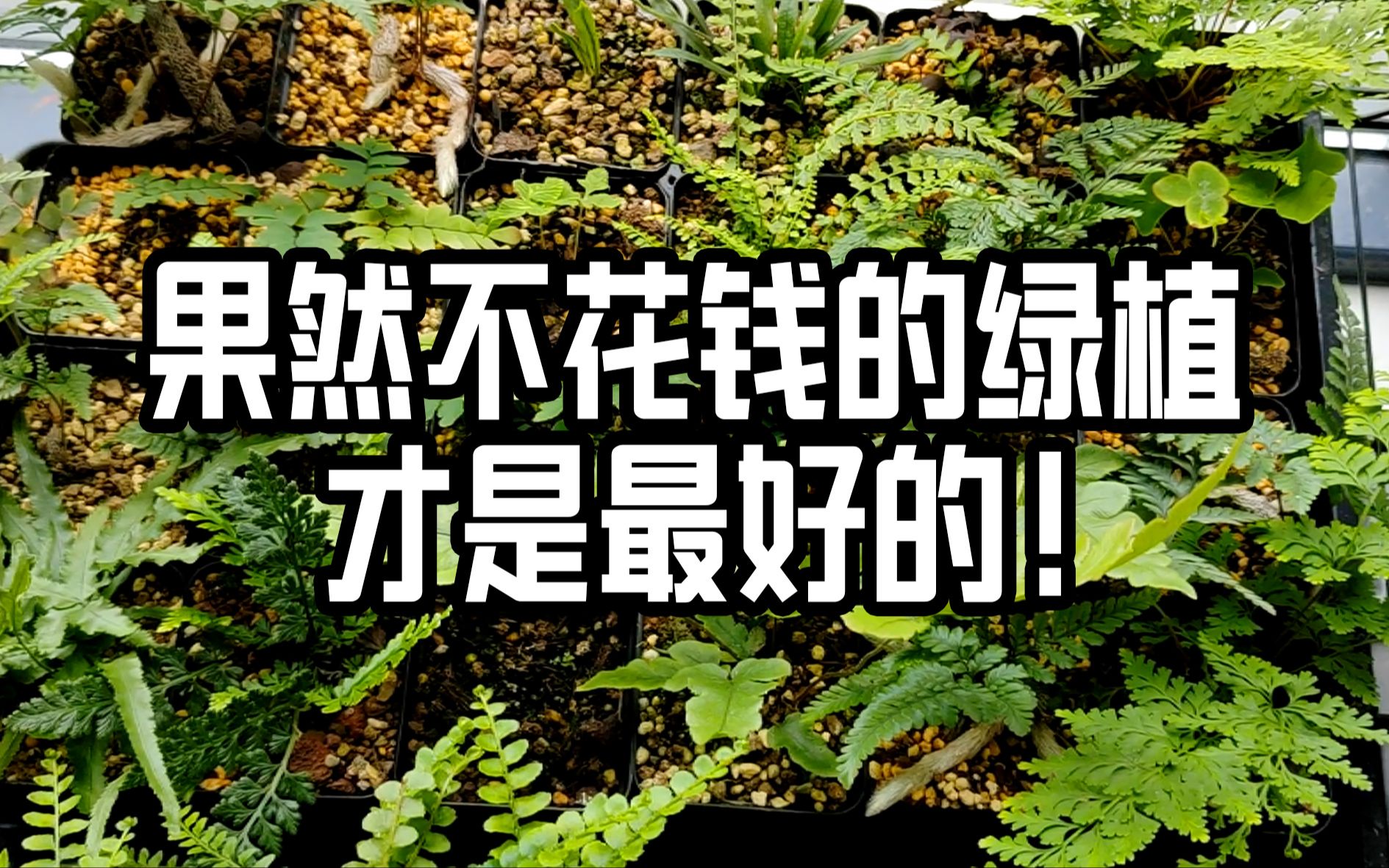 [图]种了3个月野草，果然不花钱的绿植才是最好的！