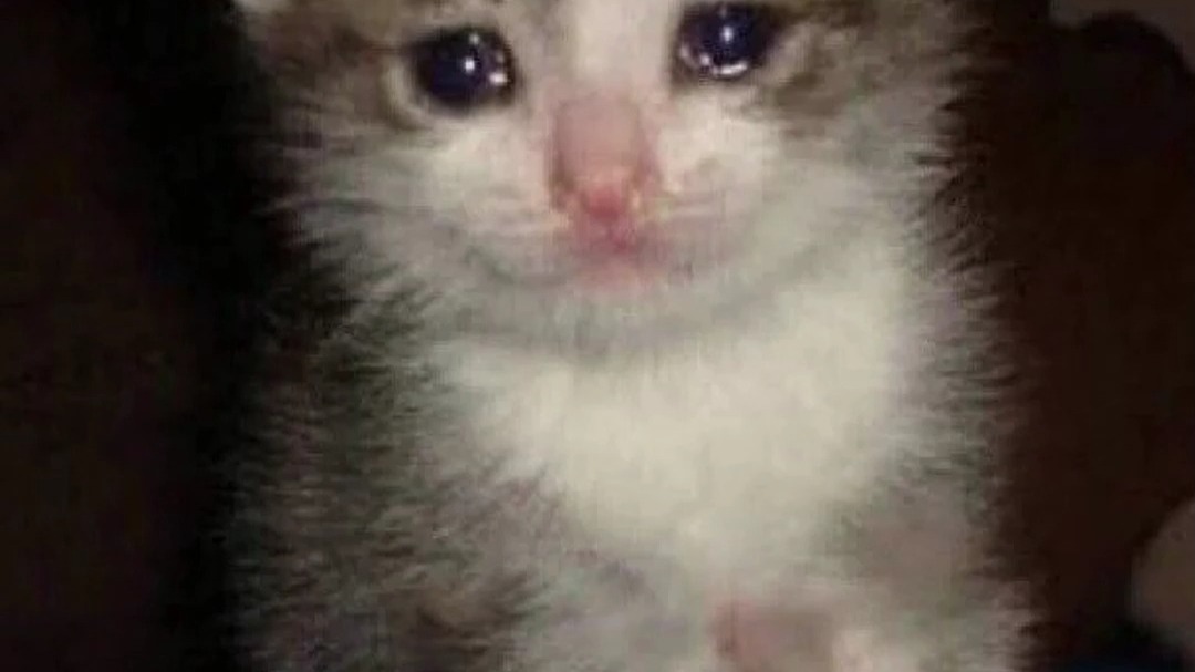 猫:谢谢,我吃不下