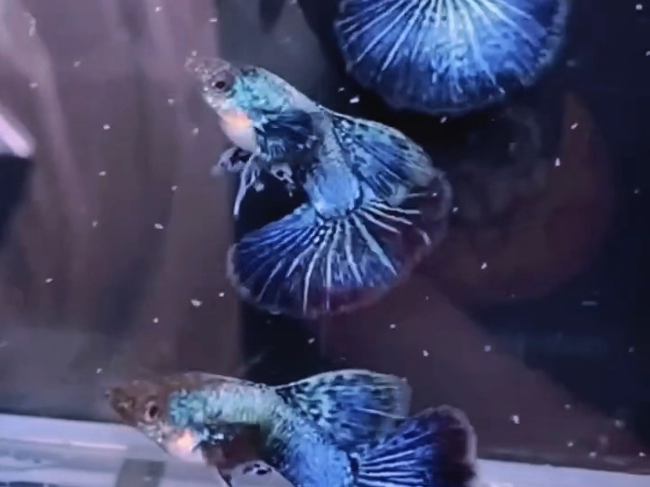 越南蓝龙孔雀鱼#孔雀鱼#高端孔雀鱼#稀有孔雀鱼