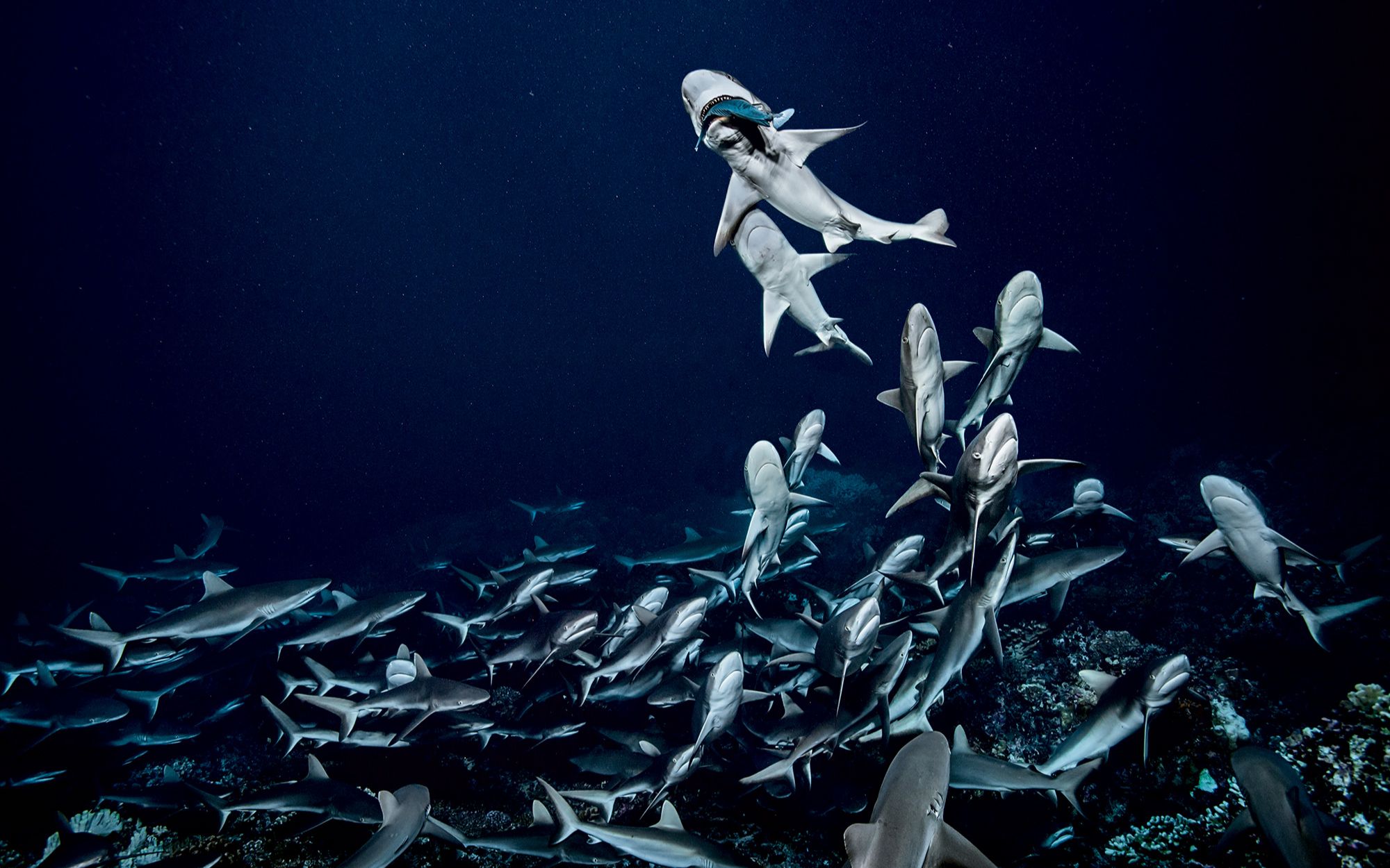 [图]【纪录片】法卡拉瓦环礁700条鲨鱼之谜 700 Sharks: The Mystery of Fakarava【2018】【美国/法国】【1080p】