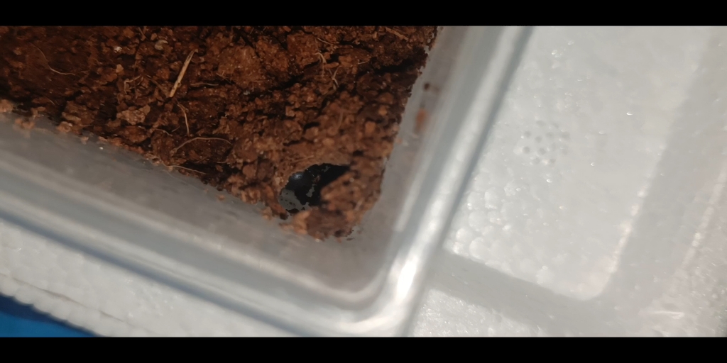 印尼金背地老虎已经完全变成穴栖的了,露黑的发亮的屁股是要蜕皮嘛!