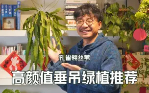 下载视频: 不到100元！高颜值垂吊绿植：孔雀翎丝苇