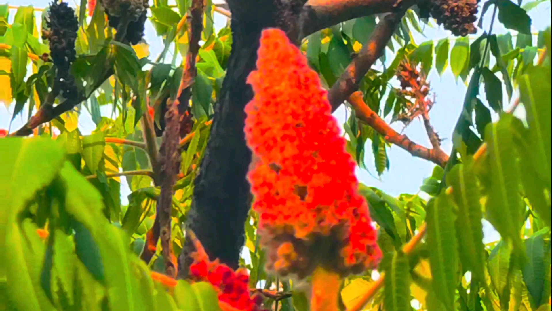 夏日记忆中的火炬树,叶翠花红,摇曳生姿