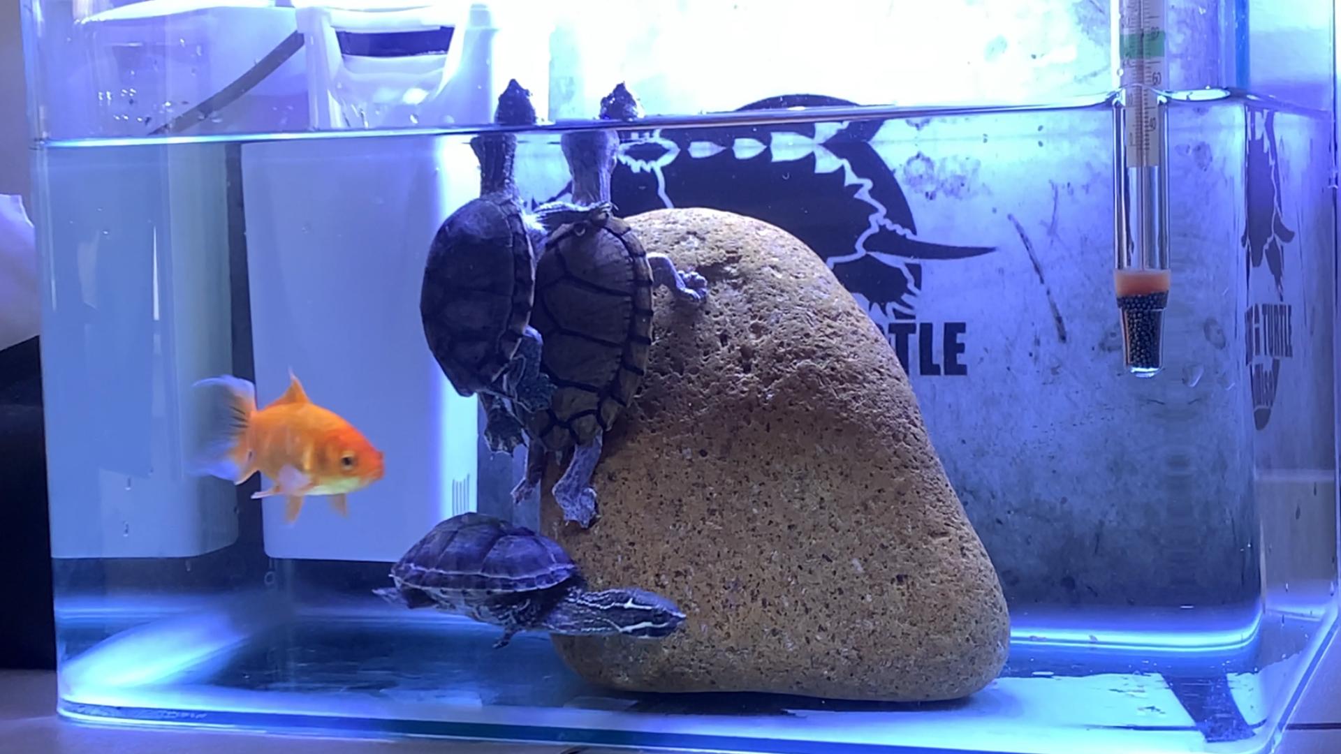 【加美拉の日常】麝香剃刀龟桌面深水小缸分享 | 密西西比麝香龟 刀背