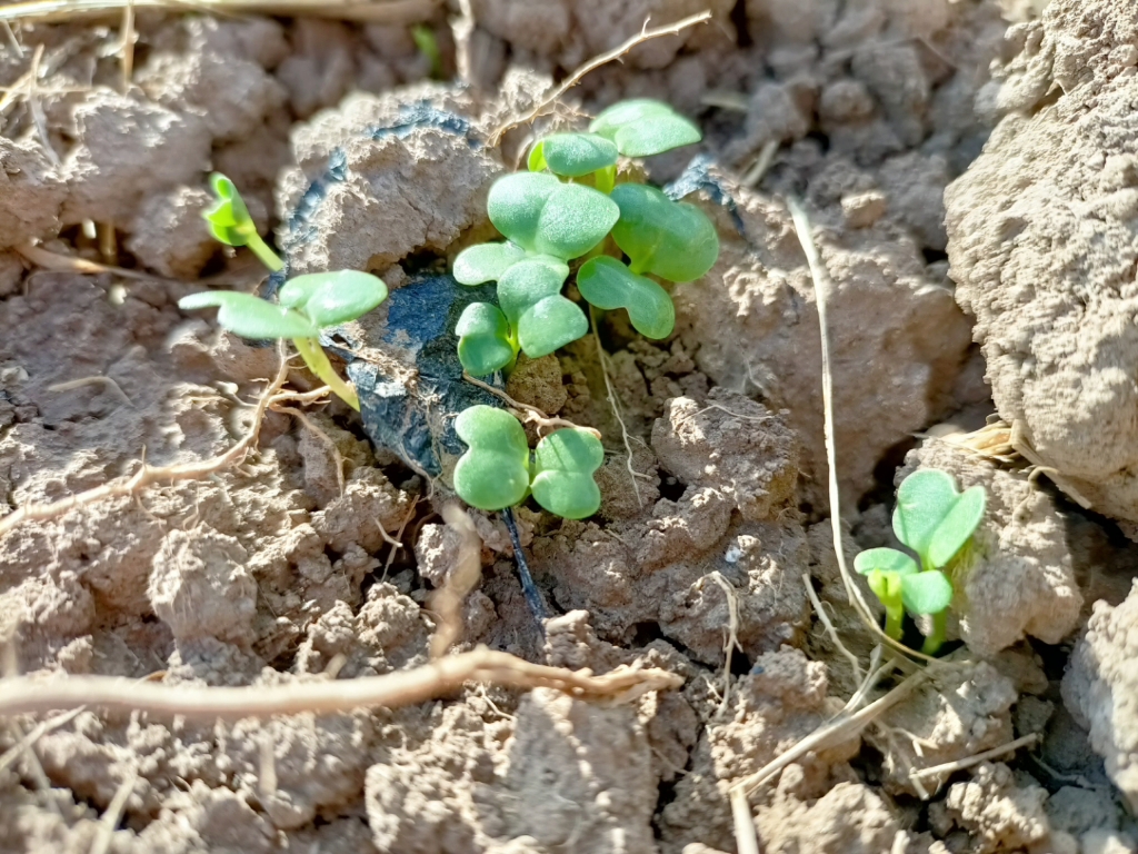 收穫後的再次播種,菠菜和小白菜發芽啦.#幸福到萬家