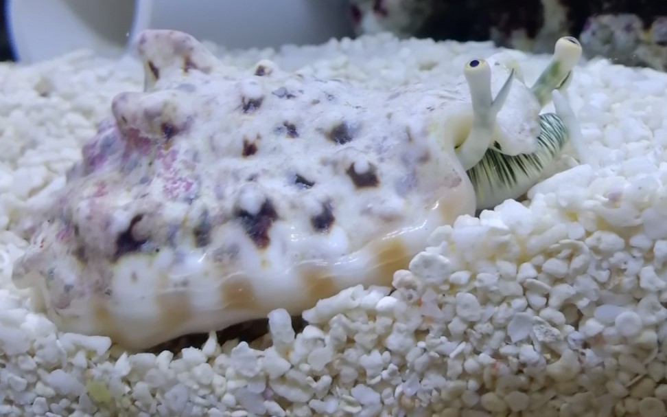 【粗瘤凤凰螺】dio面人的亲戚又来啦