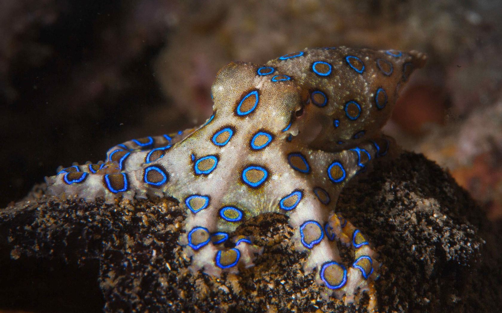 世界三大剧毒动物世界上三大剧毒动物排行根本没得治一定要绕道走遇见