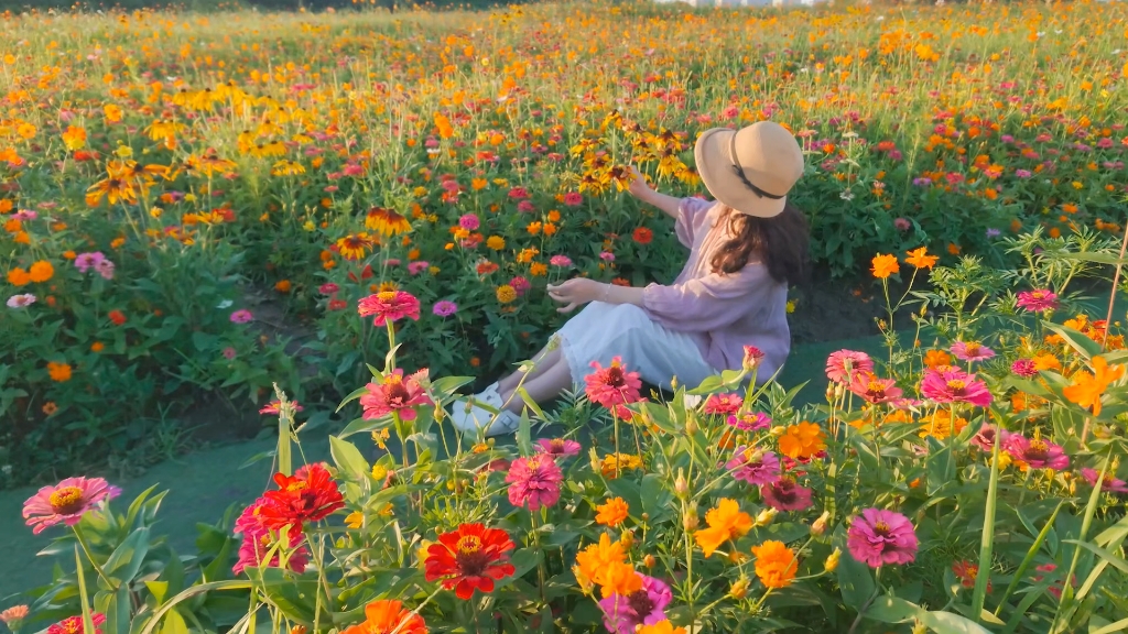 成都兴隆湖边的花海