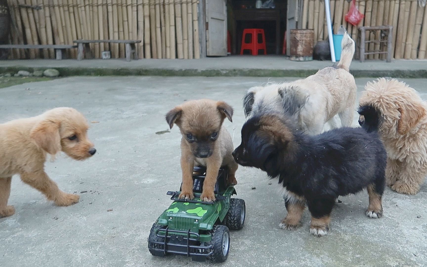 狗车群图片