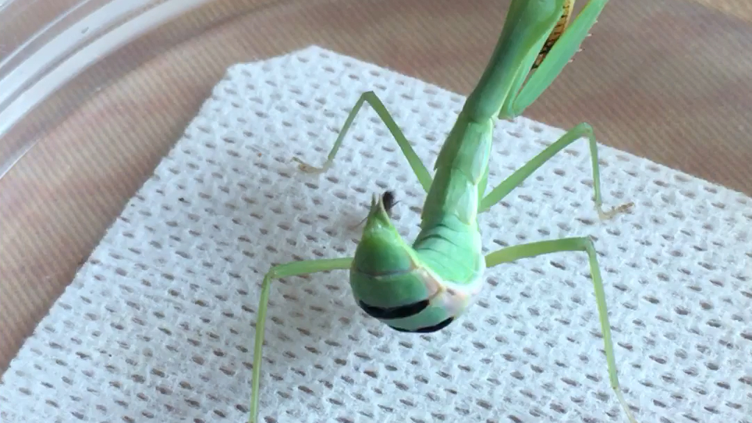 亮斧螳捕捉果蝇