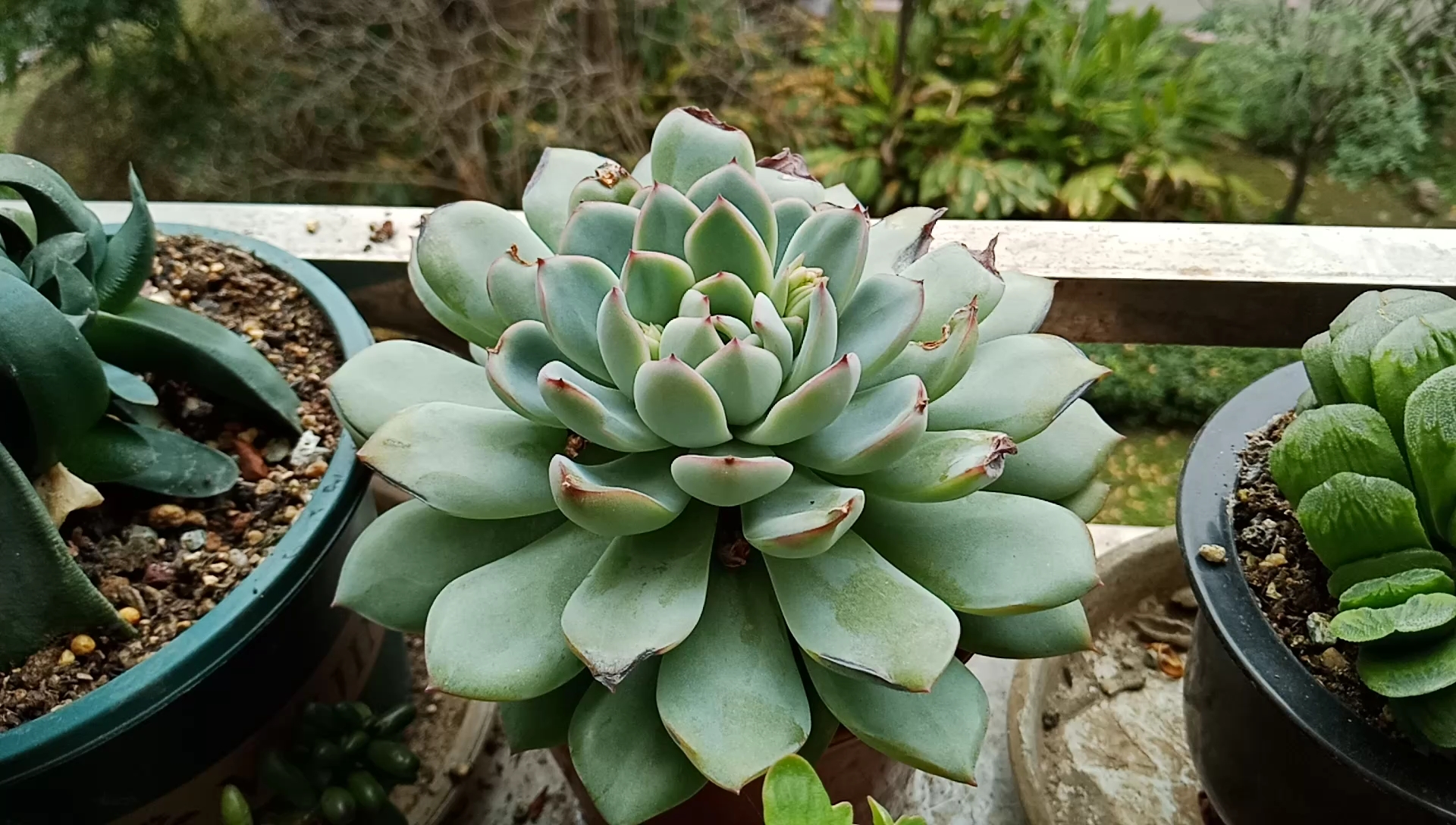 [图]好起来了！夏天晒残的花月夜长出花剑！