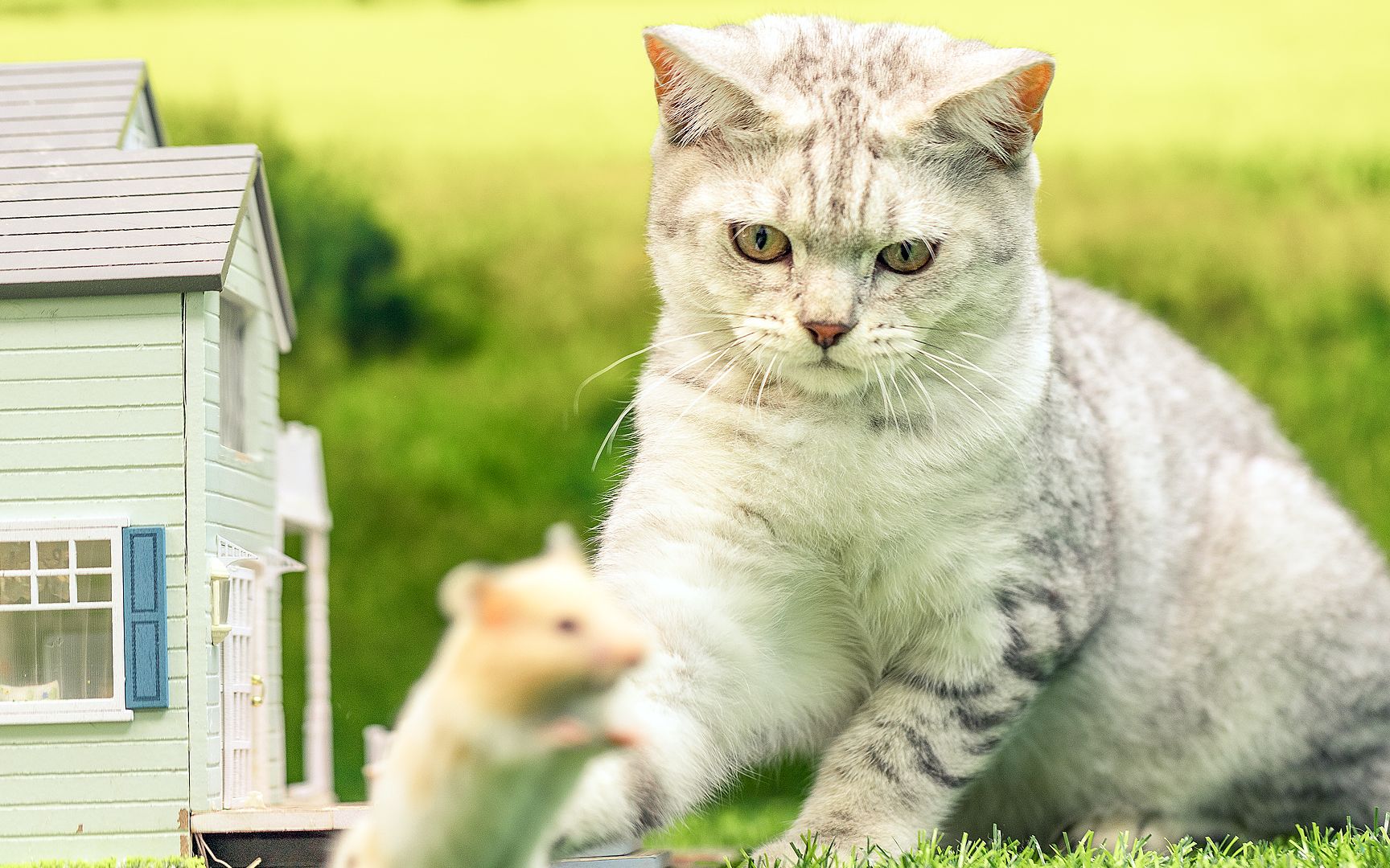 仓鼠冲破内心恐惧居然和猫咪成了朋友还有人说要磕猫鼠cp