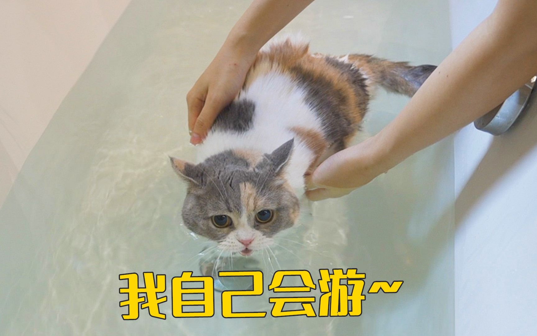 这是假猫吧？不仅会游泳，洗澡还这么乖！-萌猫宝哥哥-萌猫宝哥哥-哔哩哔哩视频