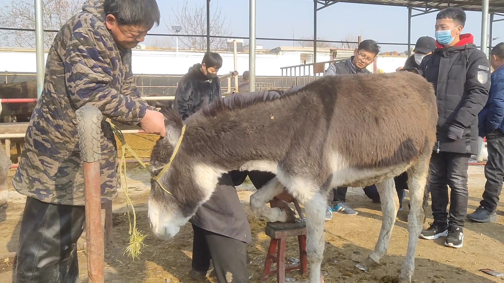 老驴走路和大猩猩一样,拳头驴蹄内八字真难受,师傅拿出看家本事哔哩哔哩bilibili