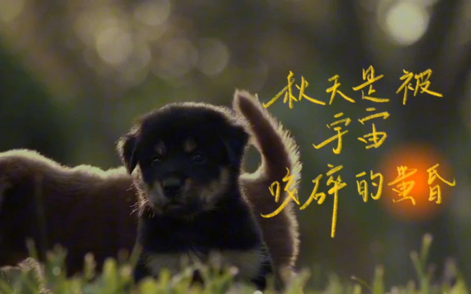 停止精神内耗 去吹一吹秋天的晚风!