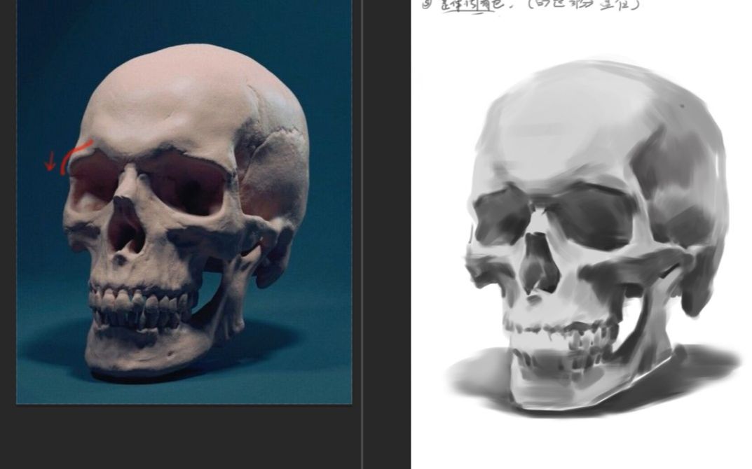 论如何画出一颗完美的头骨