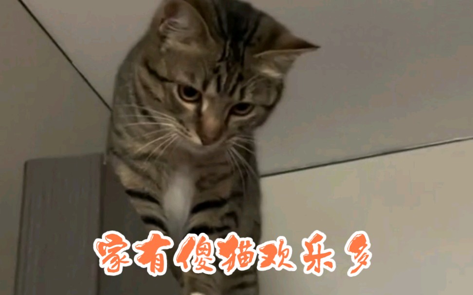 想学人家网红猫,你怎么上去的呀?#家有傻猫欢乐多 #治愈系猫咪 #勇气大爆发 #猫咪的迷惑行为 #评论区看看你们的猫哔哩哔哩bilibili