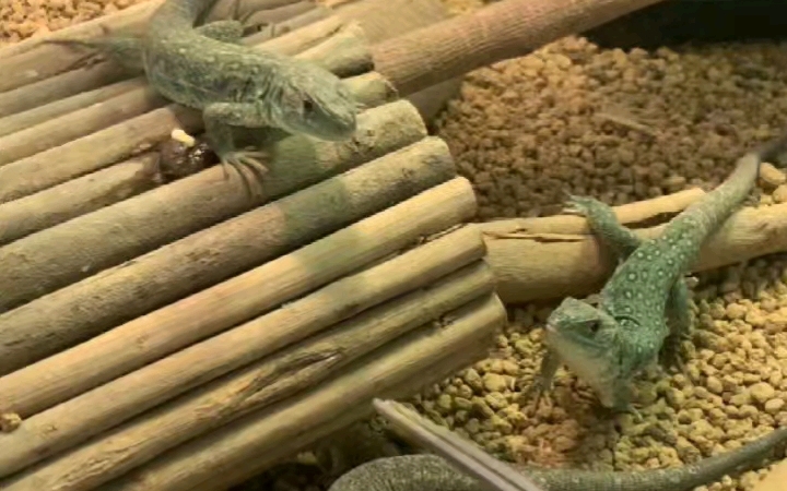 蓝斑珠宝蜥 大苗小压成