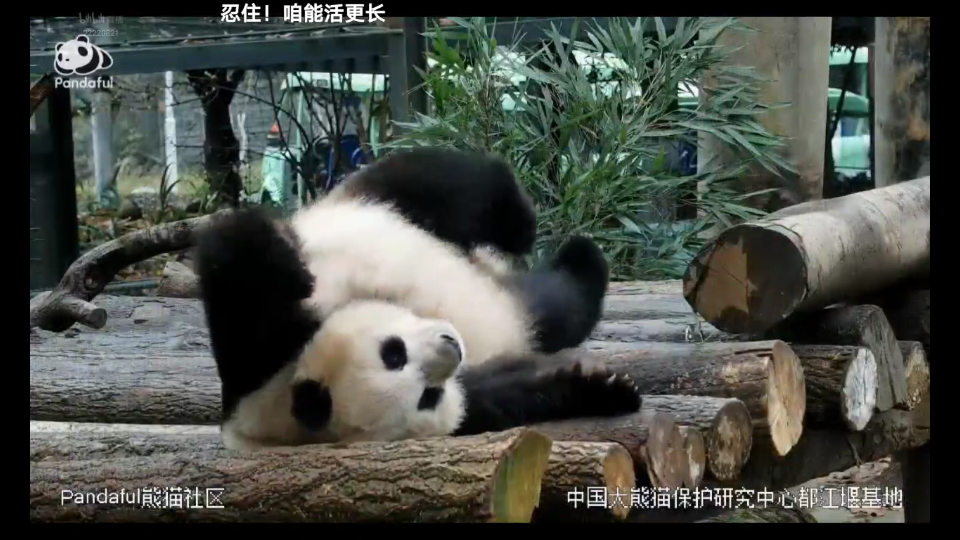 (大熊猫盼青)白肚皮,豆豆眼,胖青真的好迷人.