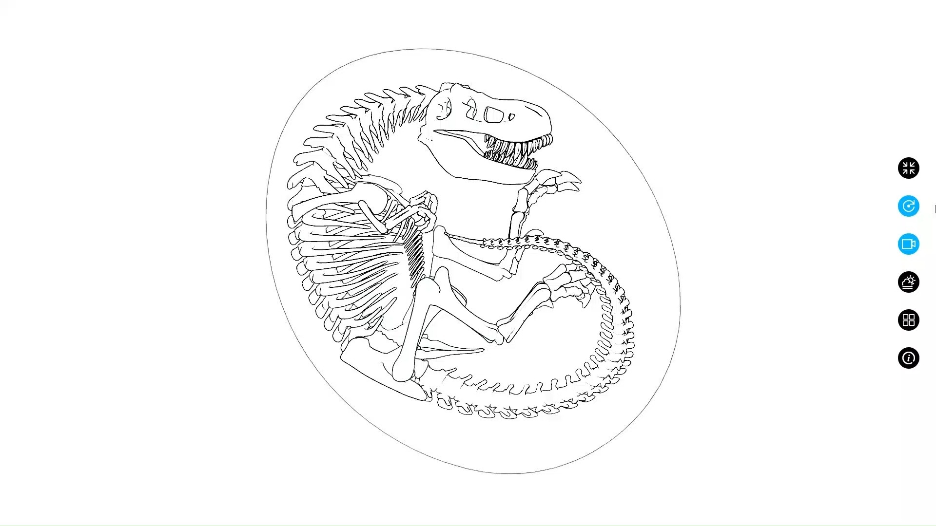卡通效果—线描恐龙骨架