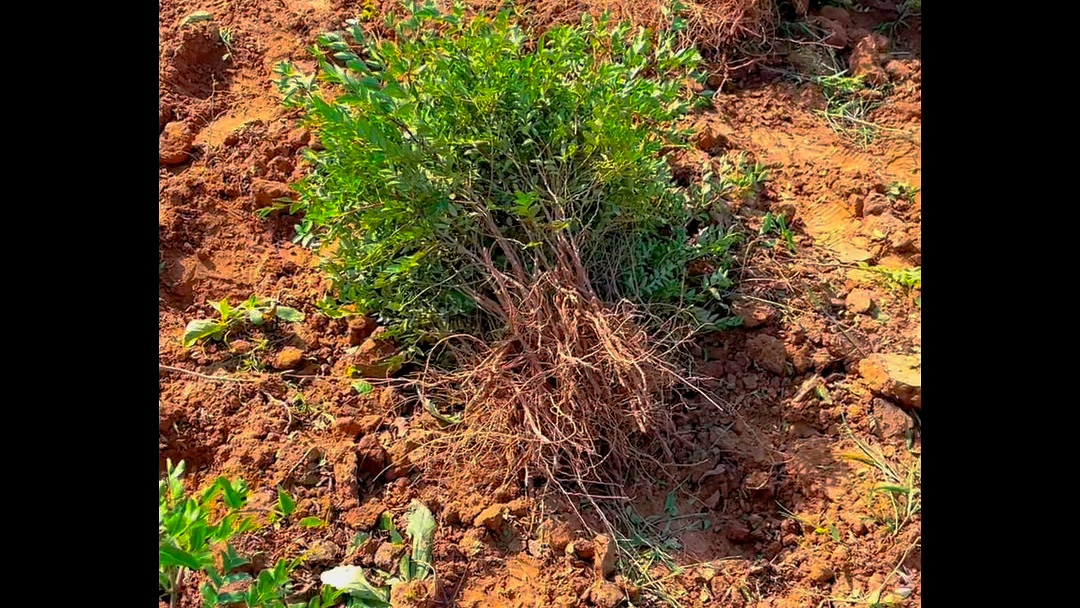 酸枣种植前景 2023年酸枣收购价格 一年生药用酸枣苗哔哩哔哩bilibili