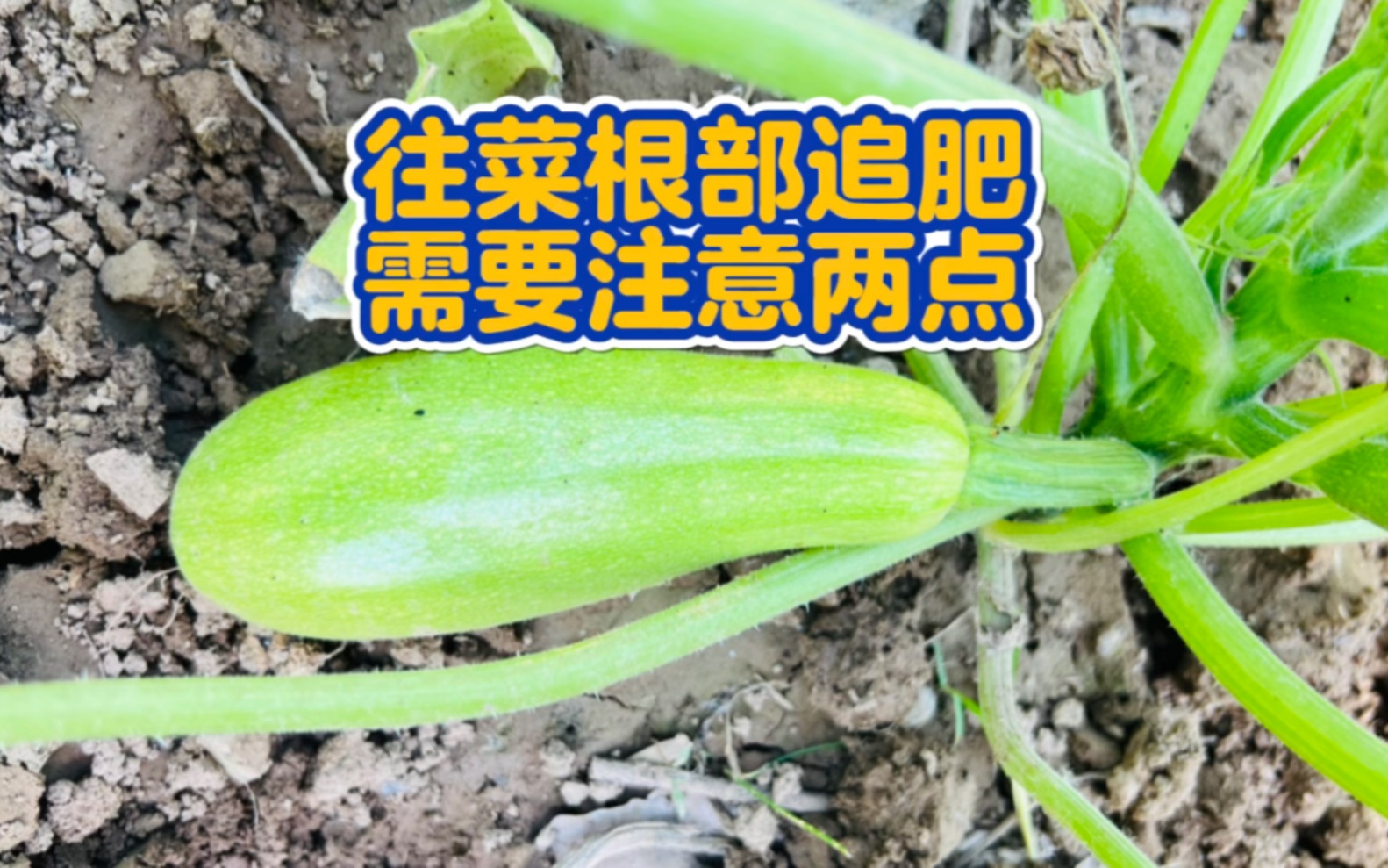 往菜根部追肥,需要注意两点哔哩哔哩bilibili