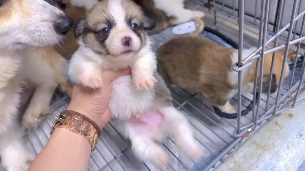 记录一天咱家柯基生宝宝啦