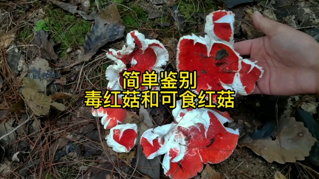 [图]满山都是红菇，但是一定要分清楚哪些能吃喔