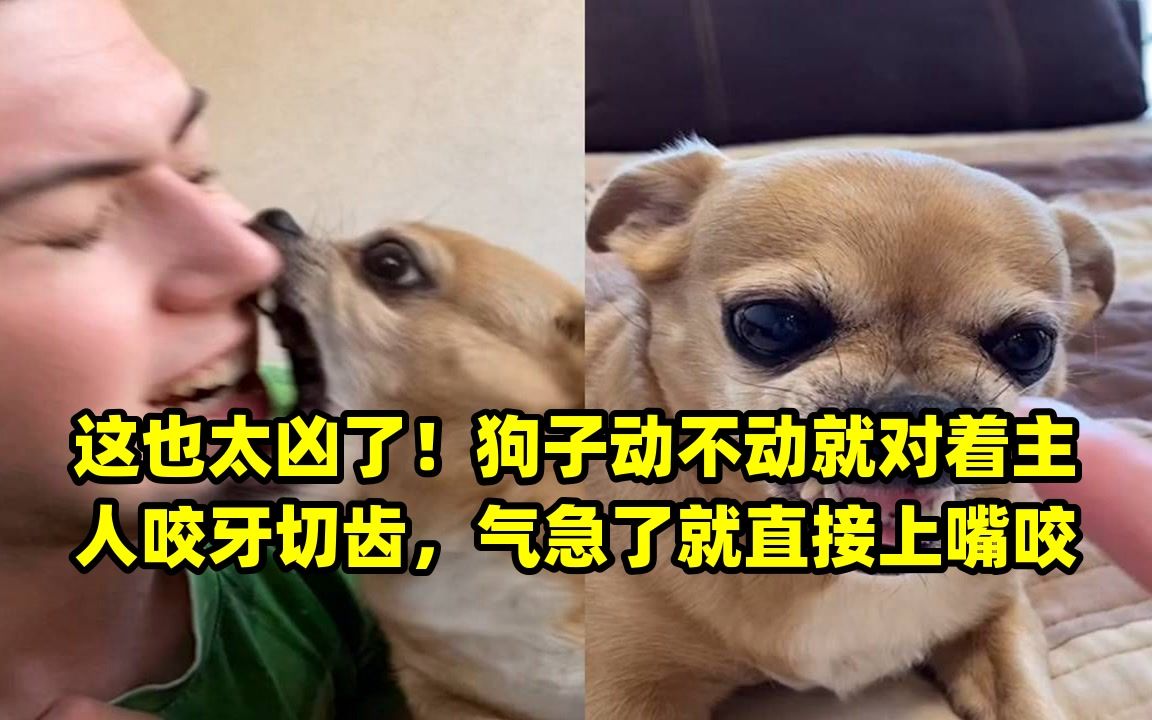 狗狗咬牙切齿表情包图片