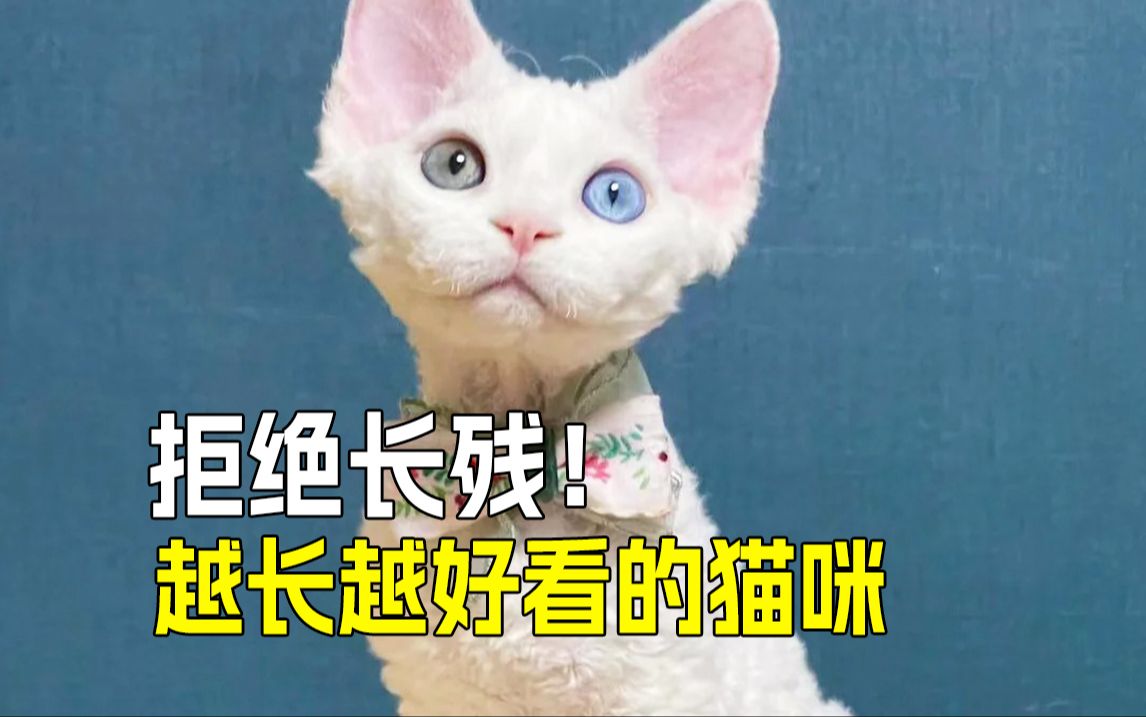 [图]😻这5种"小丑猫"长大后竟如此迷人⁉️