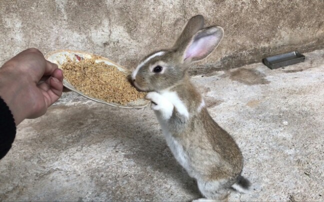 主人给兔子喂食小兔子为了吃的动作太可爱了