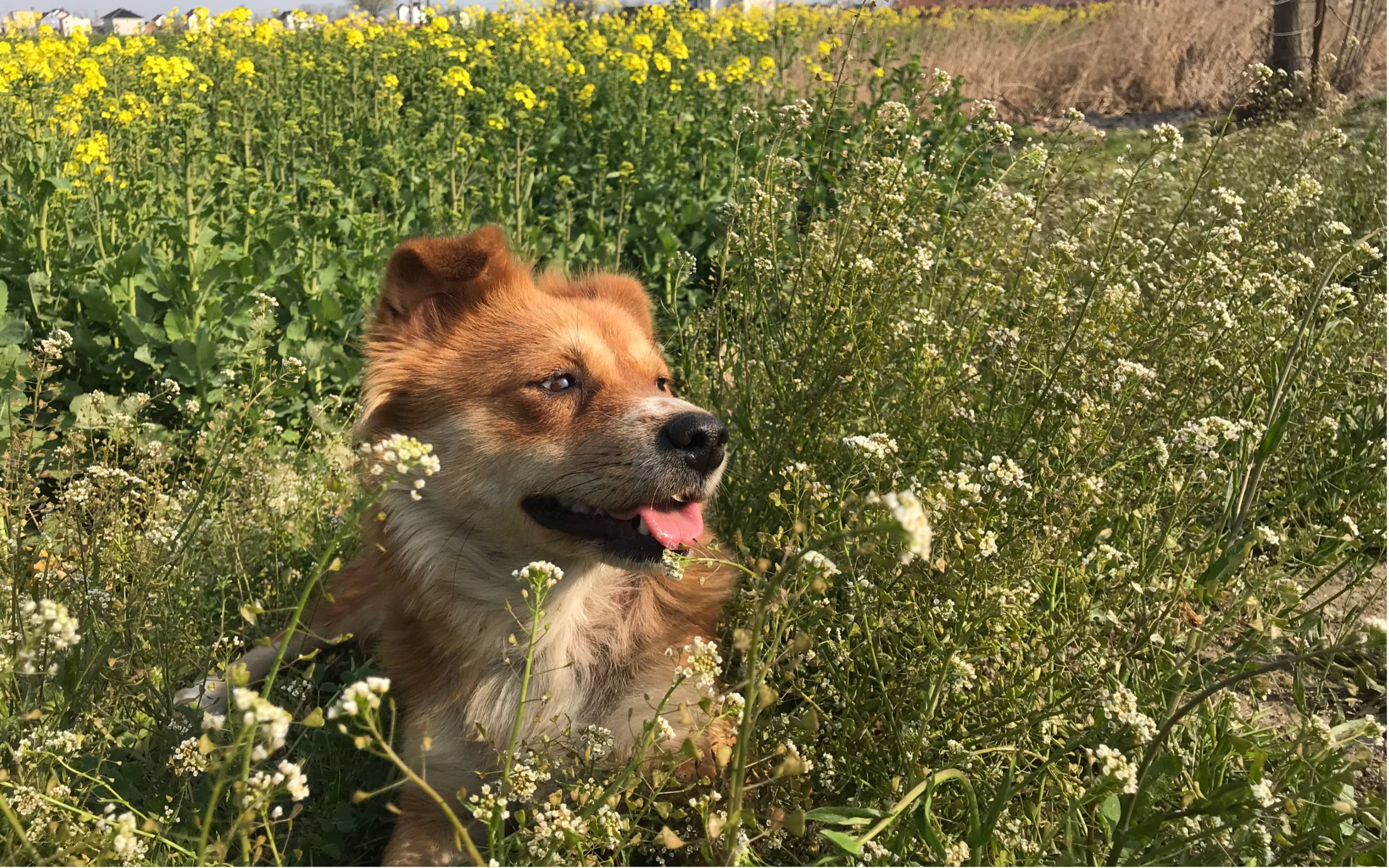 【田园犬】与狗子一起乡村漫步?小狗扑面而来?