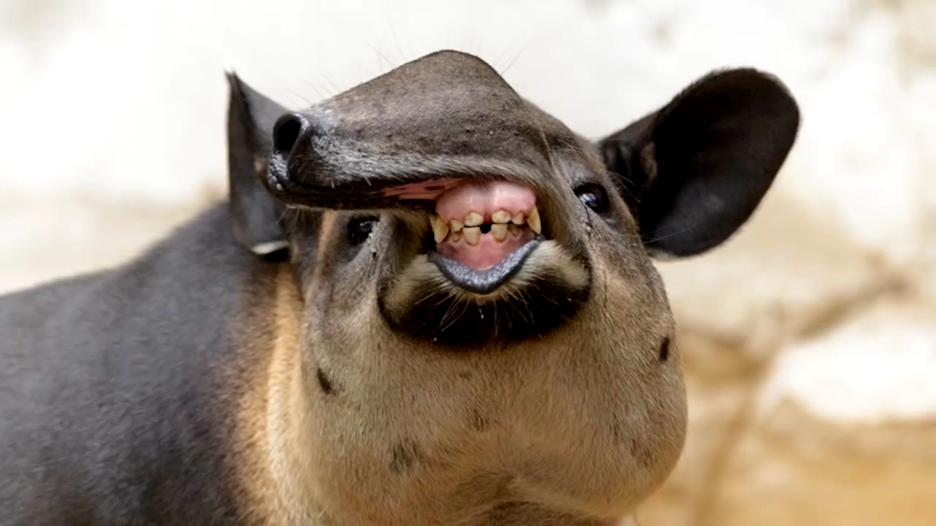 阴阳师中的"食梦貘",传说以噩梦为食,现实中也真实存在!