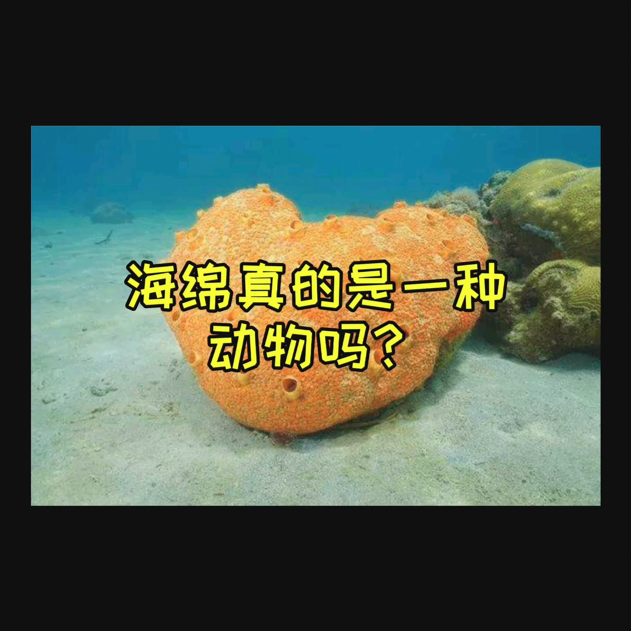 【海洋生物】海绵真的是一种动物吗?哔哩哔哩bilibili