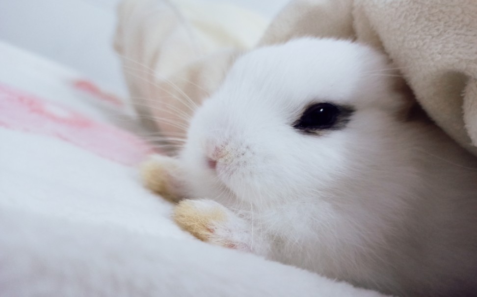 小奶兔困到不行